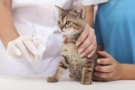 猫打疫苗注意事项