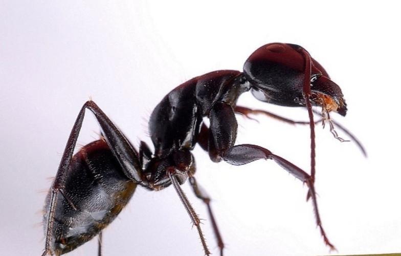 蚂蚁会咬人吗