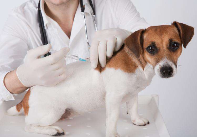 狗疫苗怎么打