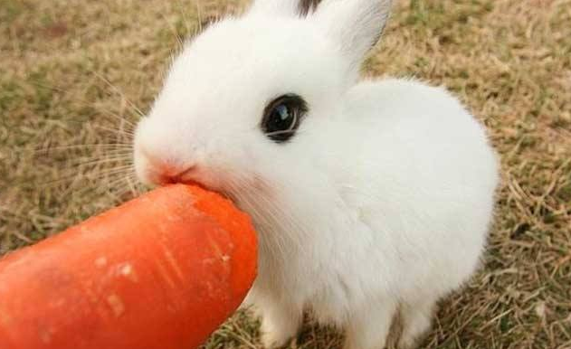 小兔子吃什么