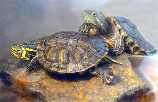 巴西龟有毒吗