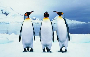 企鹅的寿命有多长