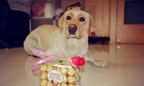 为什么狗不能吃巧克力