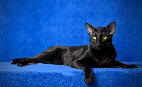 黑猫能随便养吗