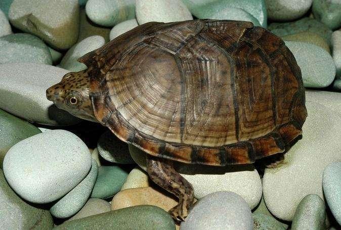 乌龟怎么看年龄