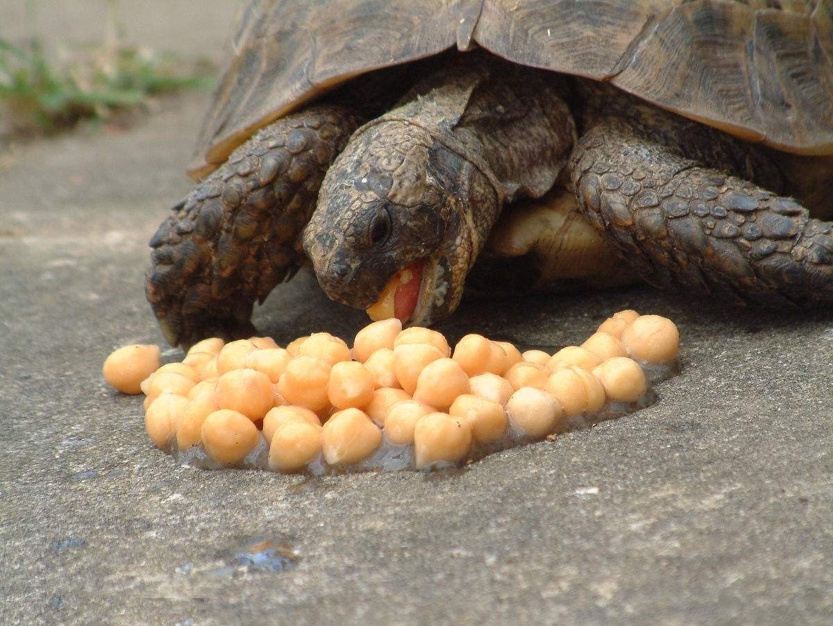 乌龟吃什么食物,反正不只吃素就对了