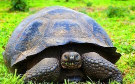 寿命最长的龟