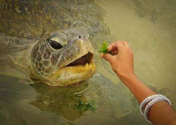 乌龟吃什么食物