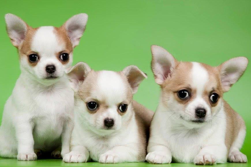 小型宠物狗价格小型犬品种及价格详单