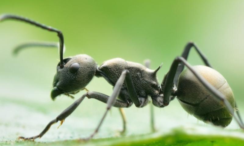 蚂蚁会咬人吗