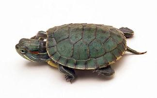 巴西龟有毒吗