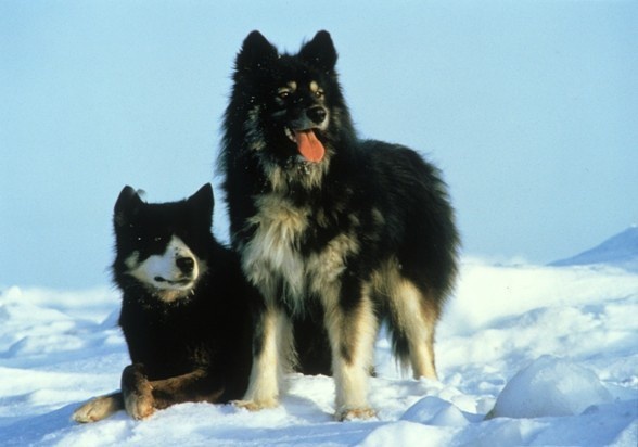 雪橇犬有几种