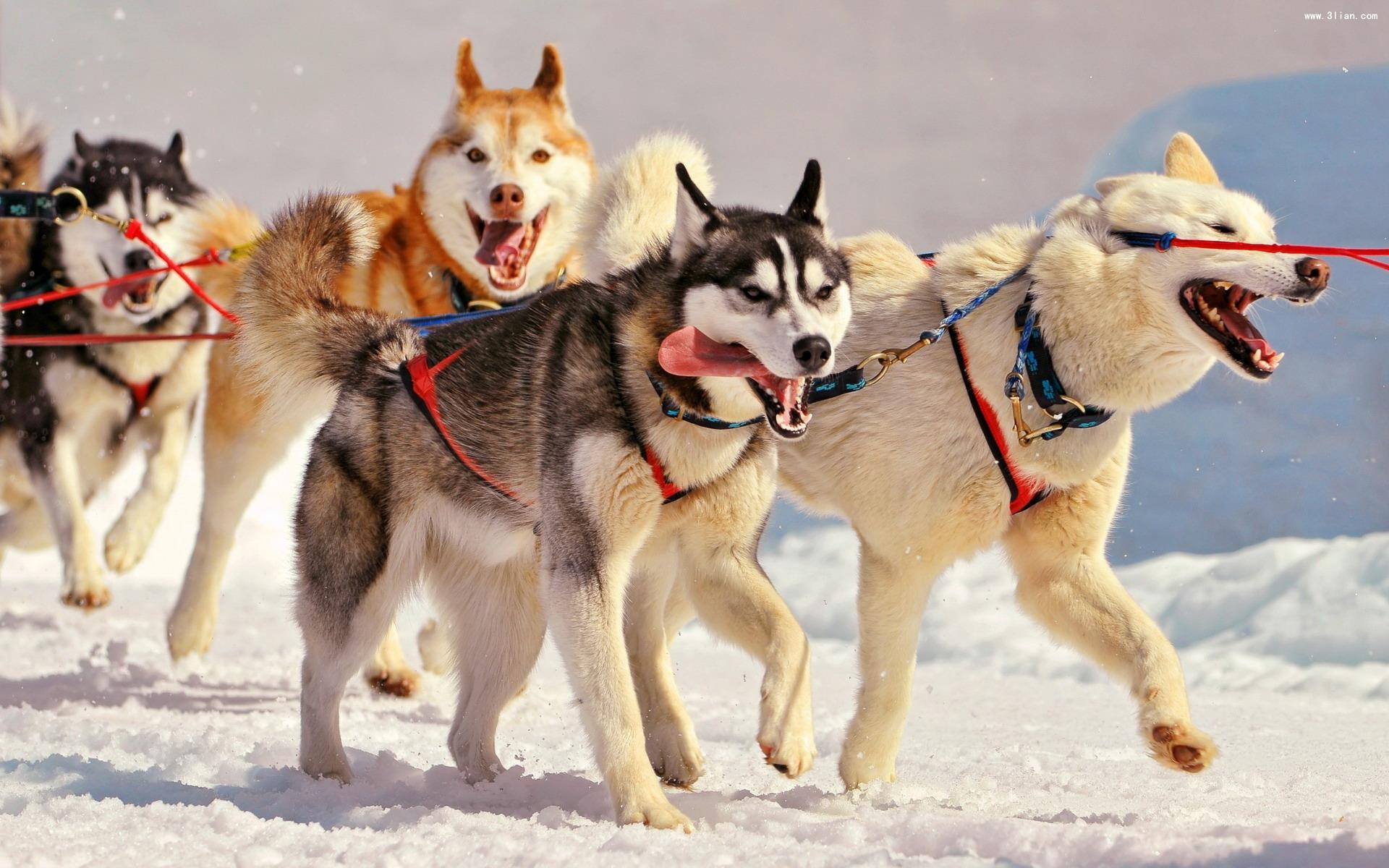 阿拉斯加雪橇犬好养吗