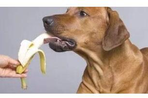 狗狗吃香蕉要注意