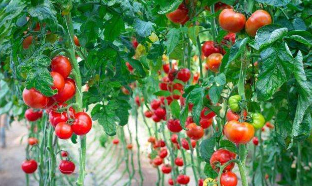 西红柿种植技术，用这些方法新手也能丰收
