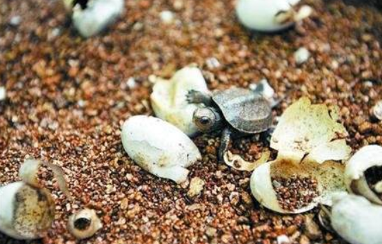 龟蛋怎么孵化
