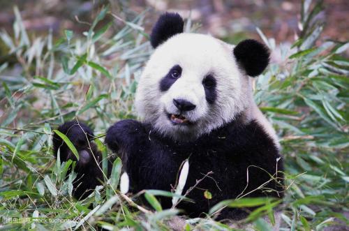 熊猫是什么科动物