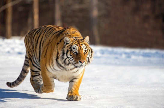 老虎的天敌是什么动物