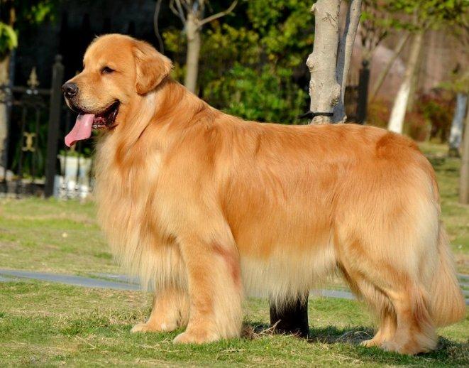金毛犬是大型犬吗