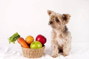 狗不能吃什么水果