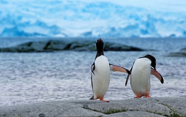 企鹅的寿命有多长