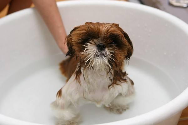 小狗多久可以洗澡