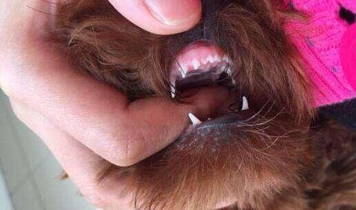 小狗几个月换牙