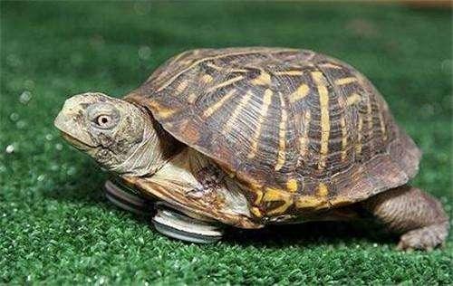 乌龟能活多少年