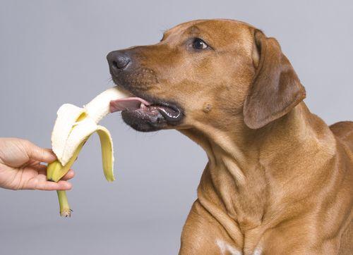 狗可以吃香蕉吗