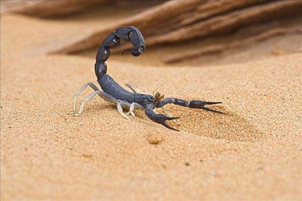 蝎子吃什么