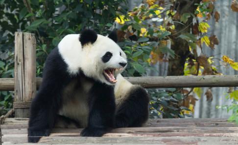大熊猫咬人吗