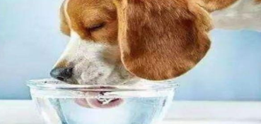 狗狗不停喝水是怎么回事