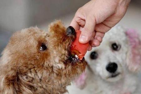 贵宾犬可以吃苹果吗