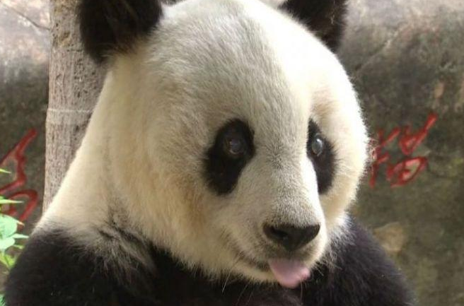 大熊猫的寿命
