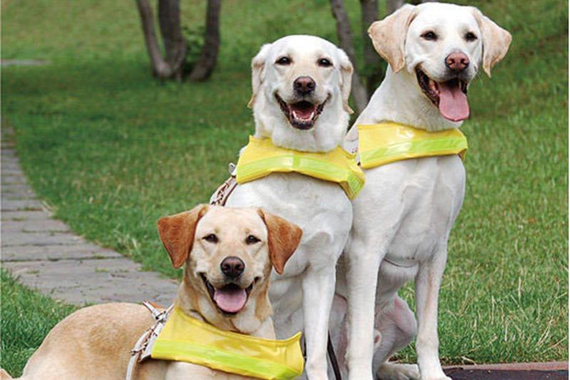 导盲犬是什么品种的狗