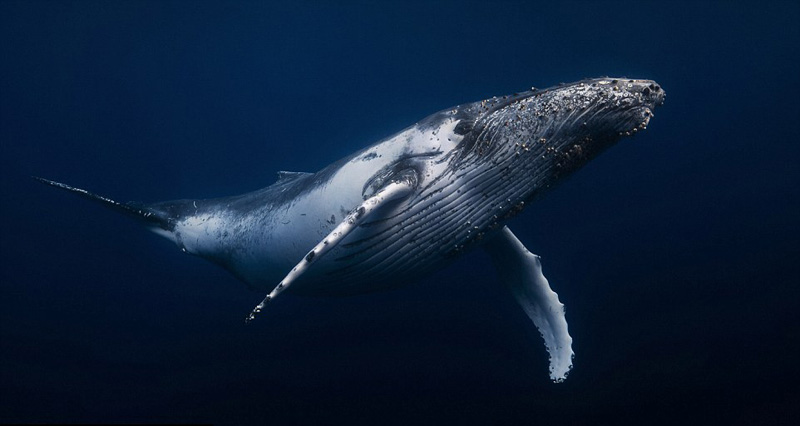 鲸鱼的种类