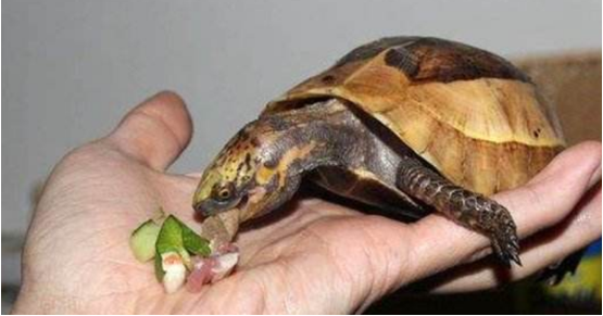 乌龟不吃东西