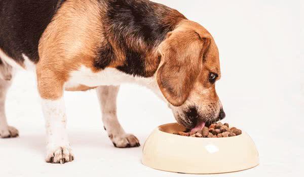 狗狗可以吃红薯吗