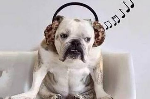 狗狗爱听的音乐