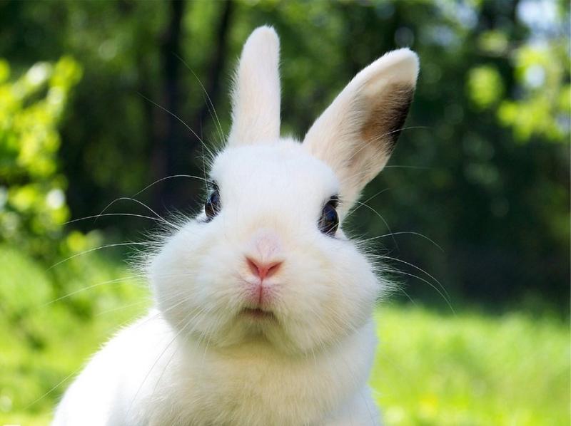 兔子怎么养它会和你熟