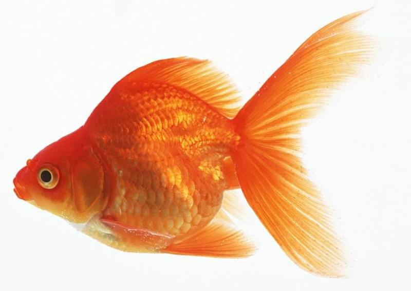 金鱼和热带鱼能混养吗