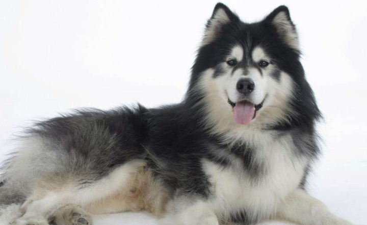 阿拉斯加雪橇犬多少钱