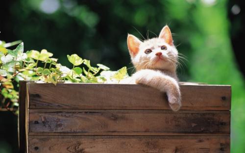 小猫猫藓可以自愈吗