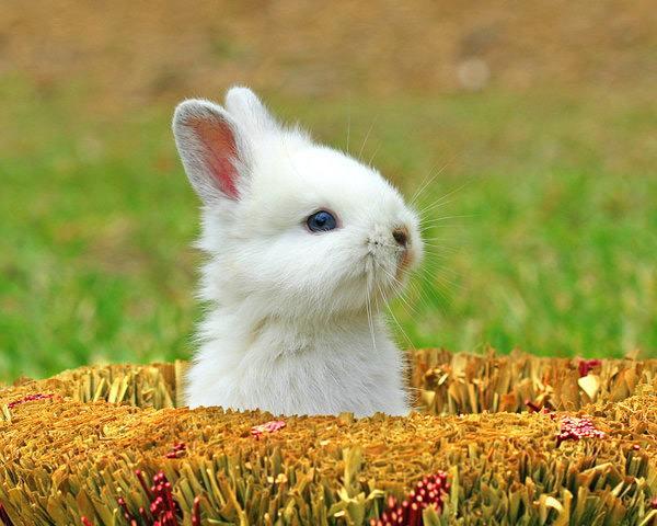 兔子的特点有哪些