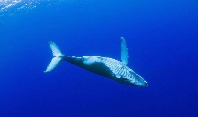 世界上最孤独的鲸