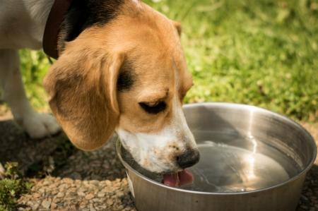 狗狗不爱喝水怎么办