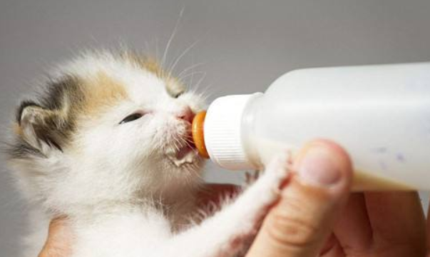 小猫能喝牛奶吗
