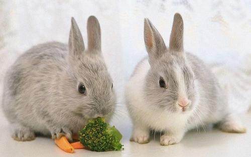 兔子吃什么