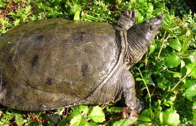 乌龟能活多少年