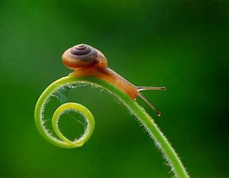 蜗牛吃什么长的快